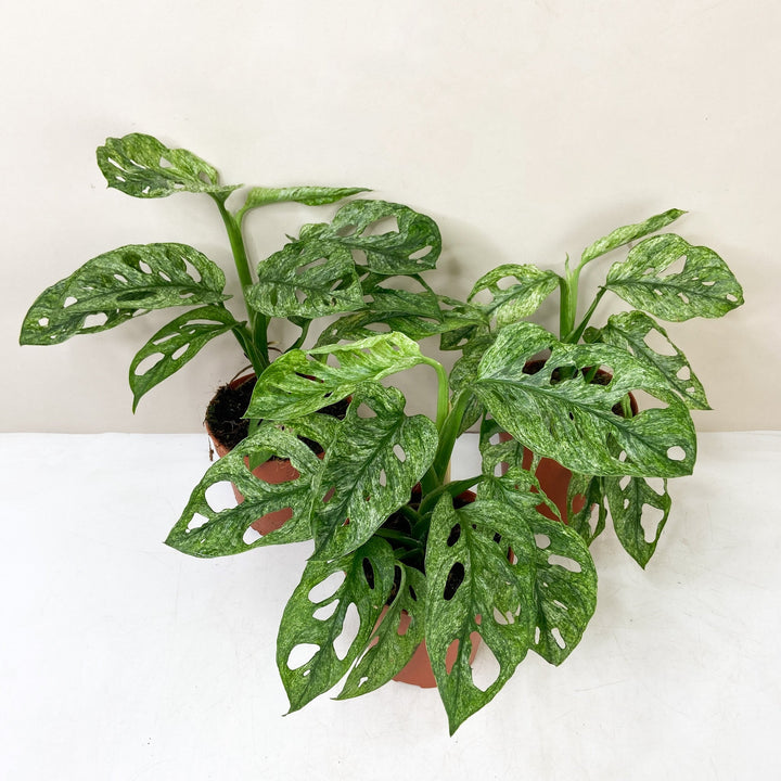 Monstera adansonii mint Foliage Dreams