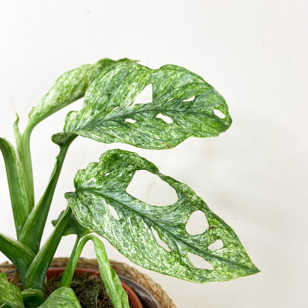 Monstera adansonii mint Foliage Dreams
