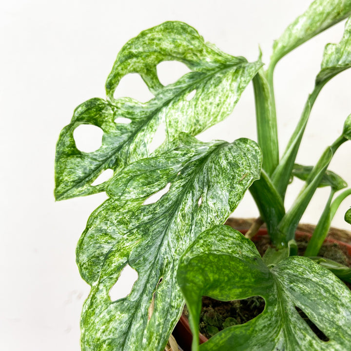 Monstera adansonii mint Foliage Dreams
