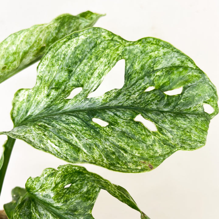 Monstera adansonii mint Foliage Dreams