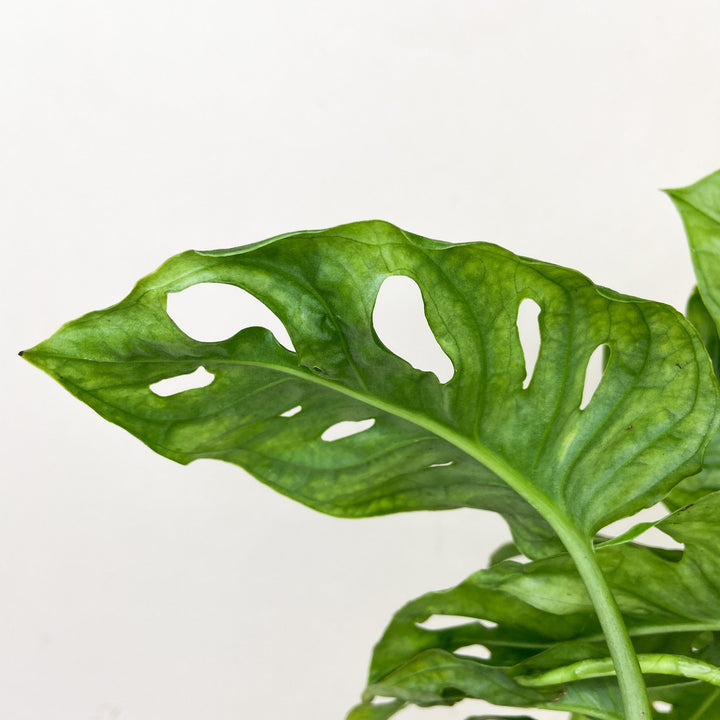 Monstera Adansonii 'Monkey Leaf' Foliage Dreams