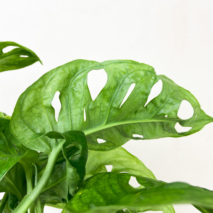 Monstera Adansonii 'Monkey Leaf' Foliage Dreams