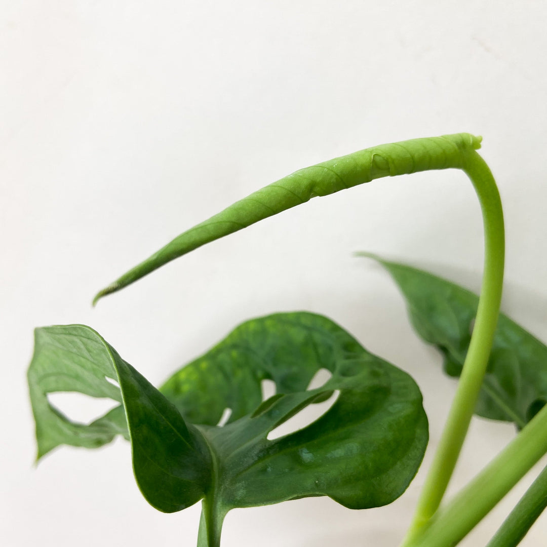 Monstera Adansonii 'Monkey Leaf' Foliage Dreams