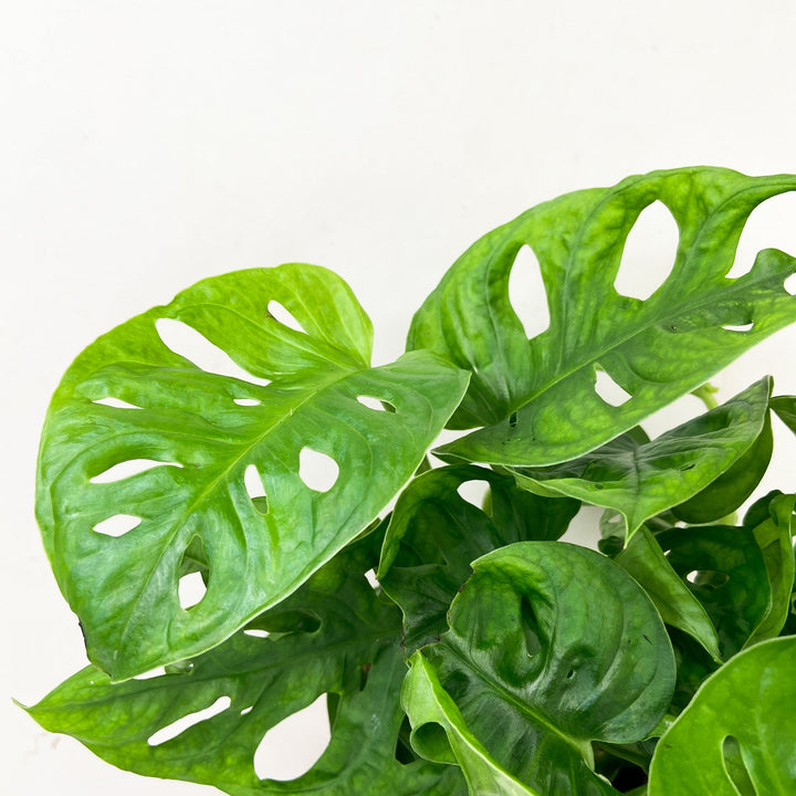 Monstera Adansonii 'Monkey Leaf' Foliage Dreams