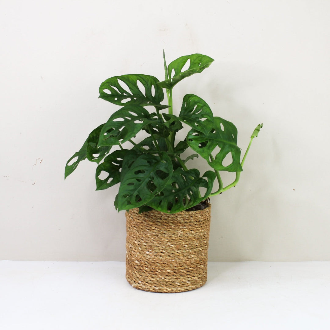 Monstera Adansonii 'Monkey Leaf' M / Korb braun Foliage Dreams