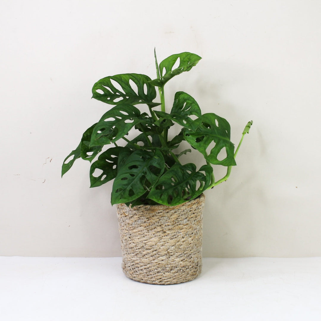 Monstera Adansonii 'Monkey Leaf' M / Korb creme Foliage Dreams