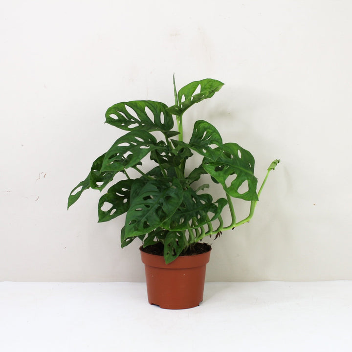 Monstera Adansonii 'Monkey Leaf' M / ohne Übertopf Foliage Dreams