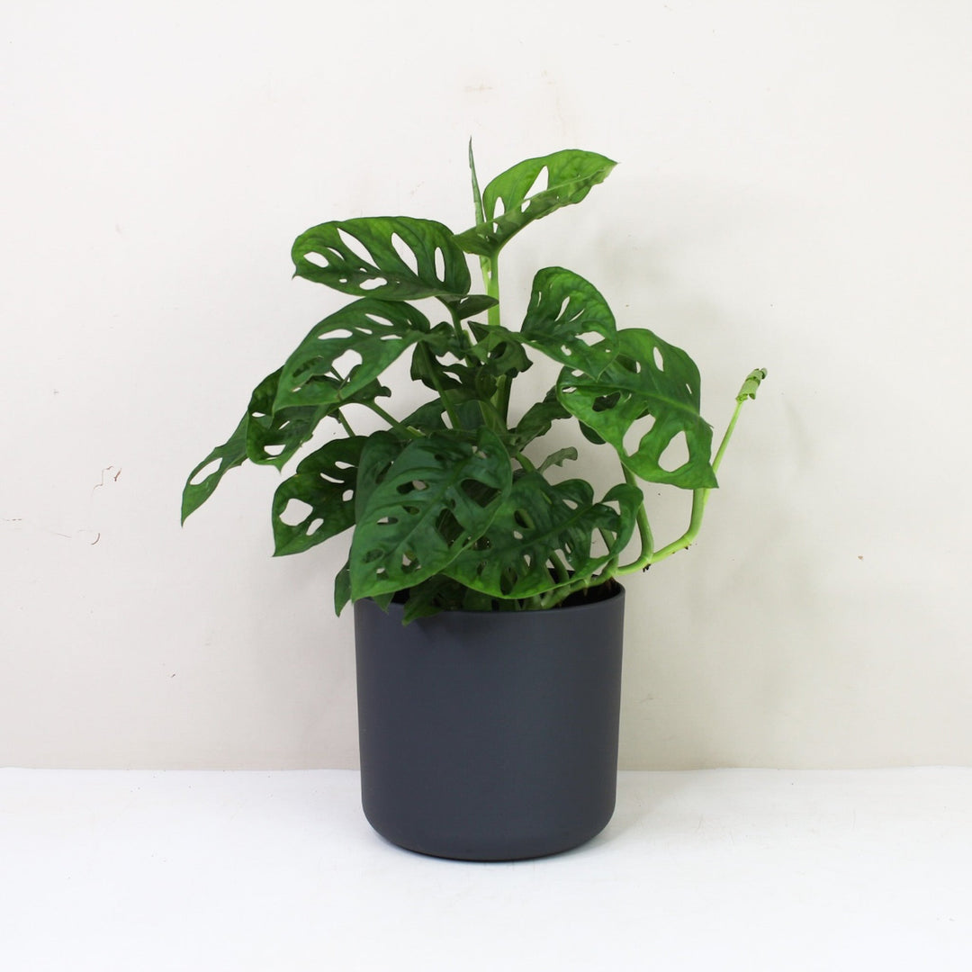 Monstera Adansonii 'Monkey Leaf' M / Topf anthrazit Foliage Dreams