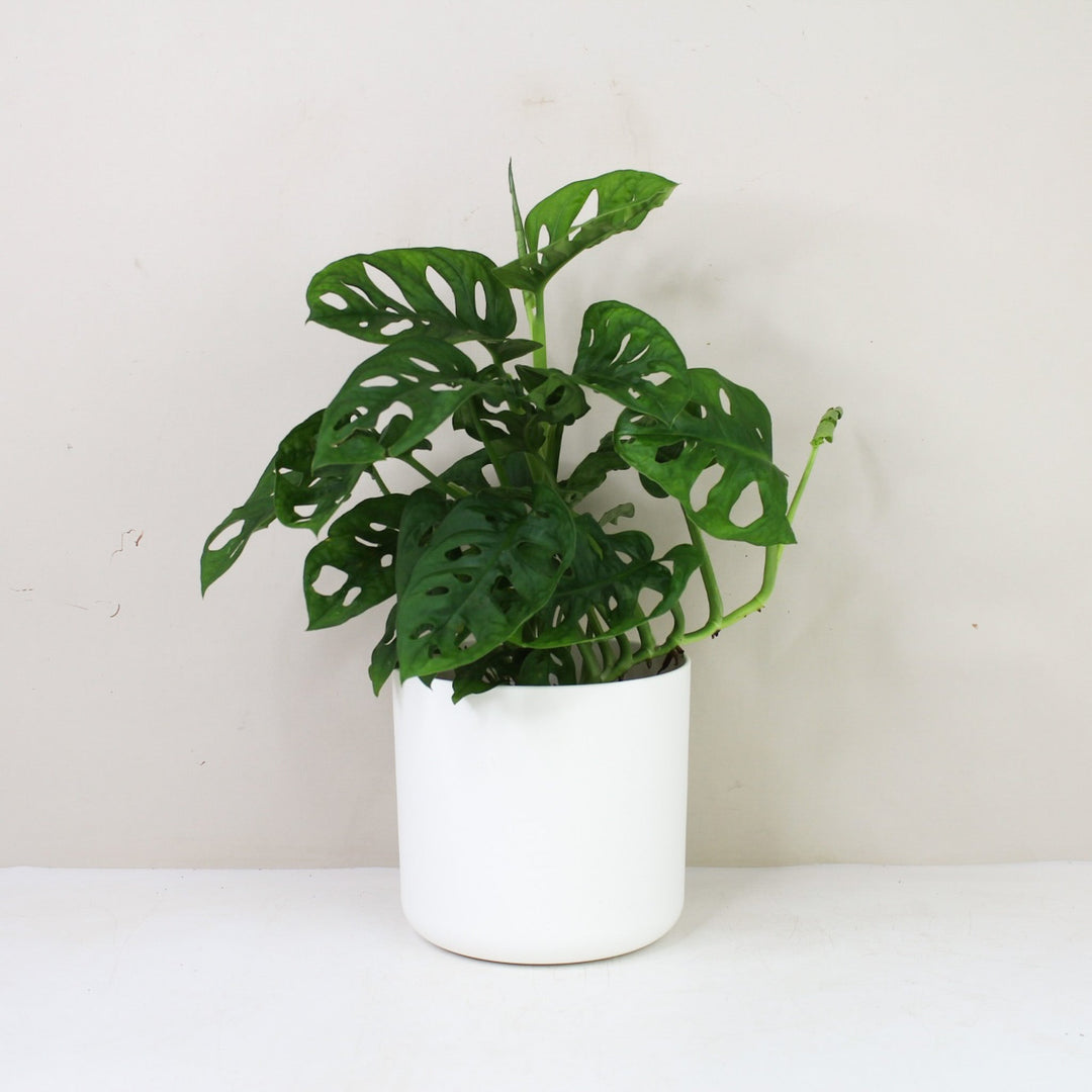 Monstera Adansonii 'Monkey Leaf' M / Topf weiß Foliage Dreams
