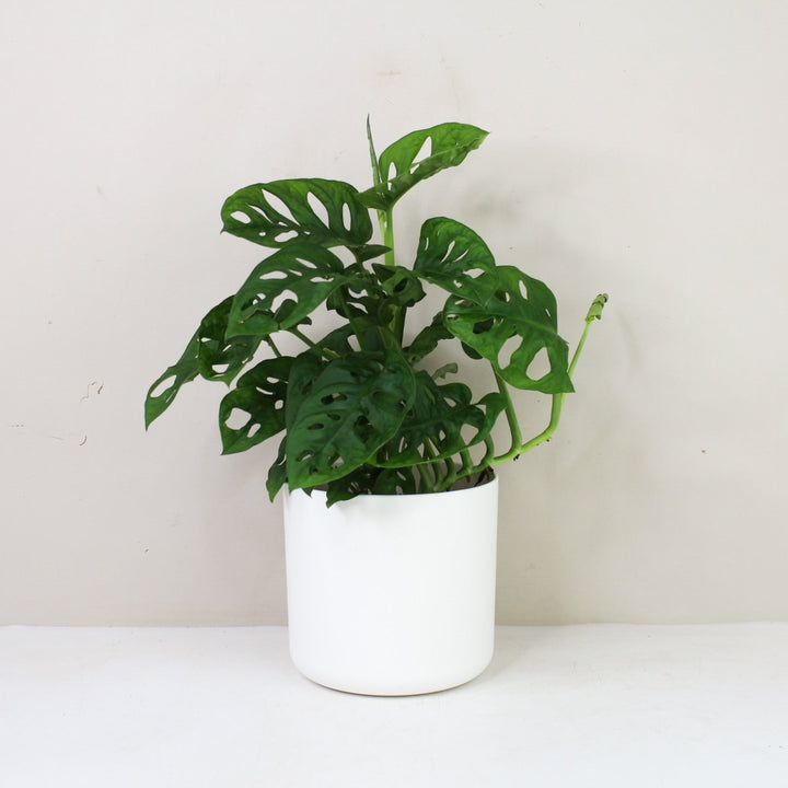 Monstera Adansonii 'Monkey Leaf' M / Topf weiß Foliage Dreams