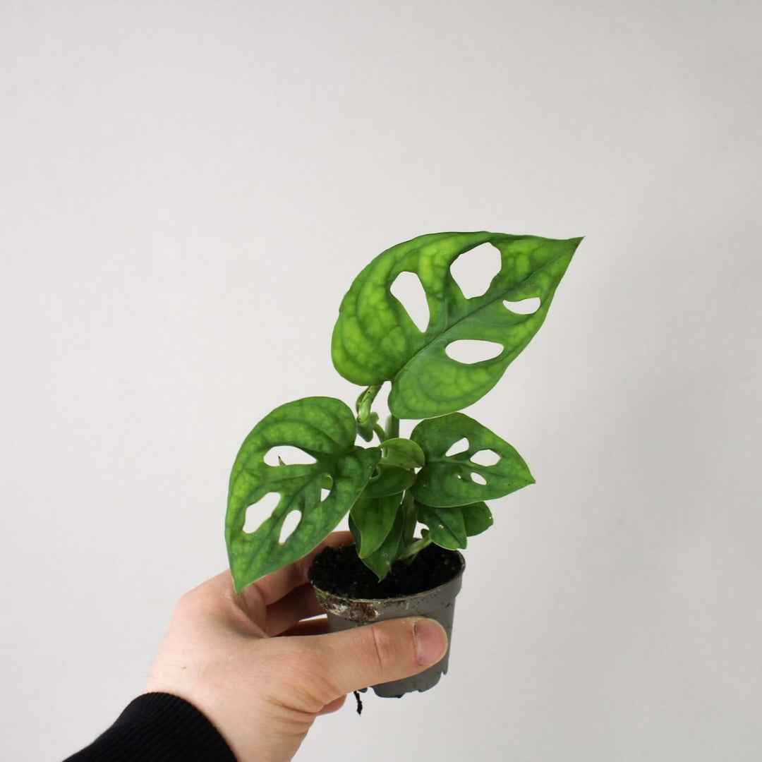 Monstera Adansonii 'Monkey Leaf' - Young Plant Foliage Dreams