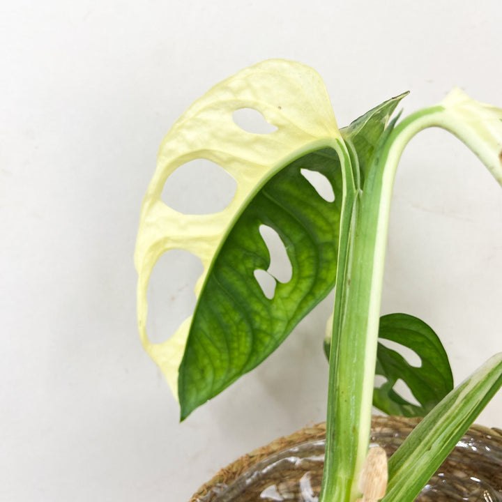 Monstera Adansonii Variegata Albo Foliage Dreams