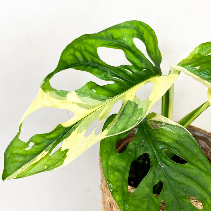 Monstera Adansonii Variegata Albo Foliage Dreams