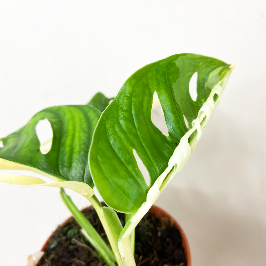 Monstera Adansonii Variegata Albo Foliage Dreams