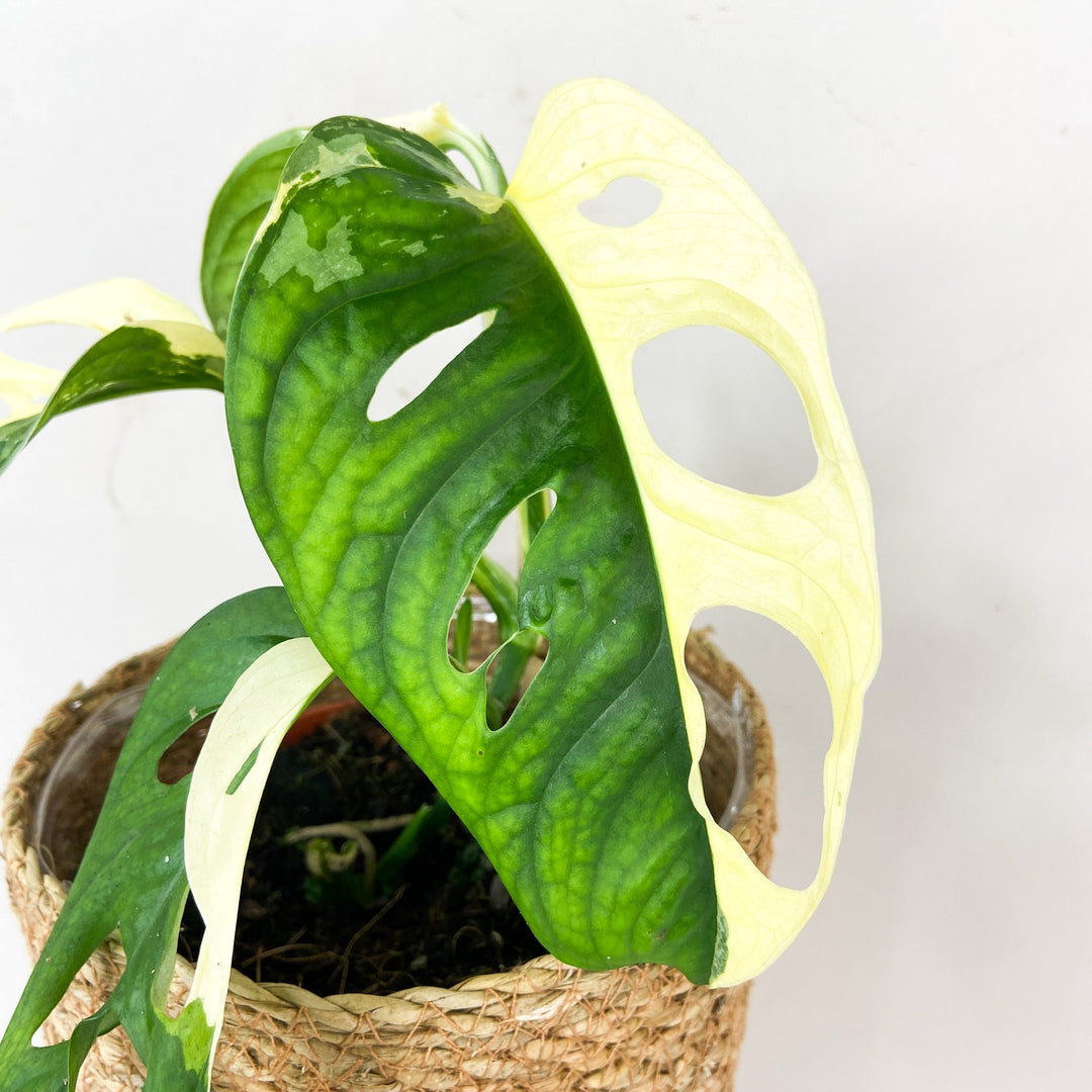 Monstera Adansonii Variegata Albo Foliage Dreams
