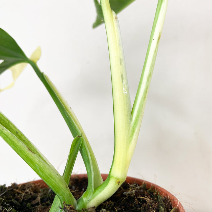 Monstera Adansonii Variegata Albo Foliage Dreams