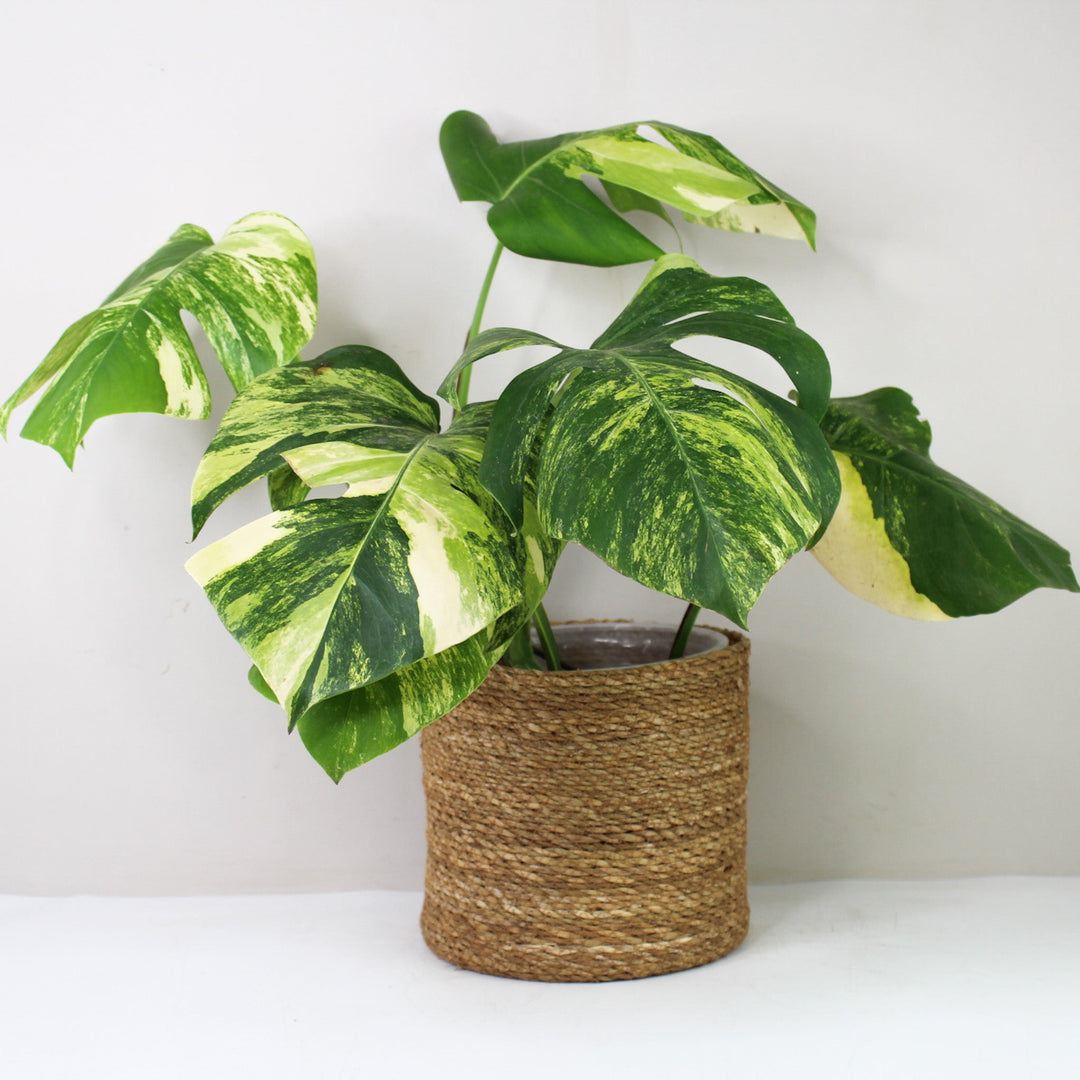 Monstera Aurea Variegata Foliage Dreams