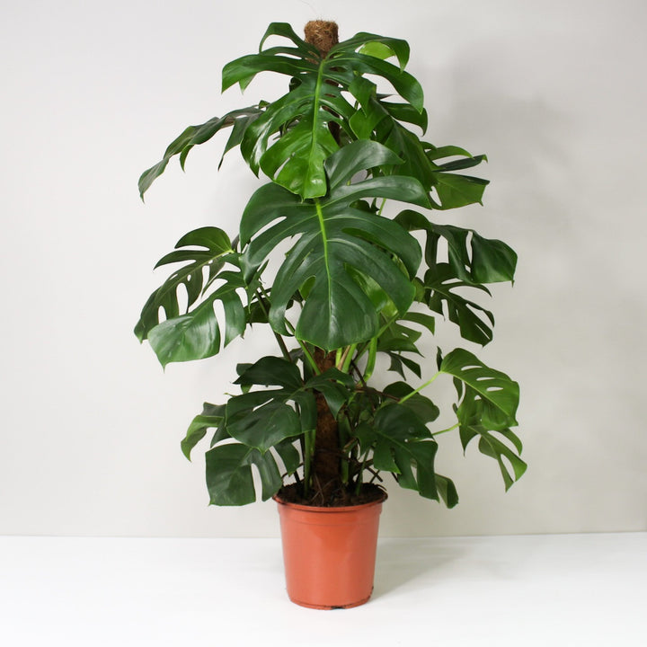 Monstera Deliciosa (Fensterblatt) XL Foliage Dreams