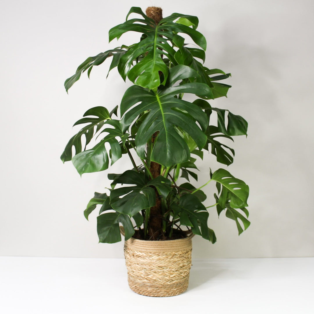 Monstera Deliciosa (Fensterblatt) XL / Korb braun Foliage Dreams