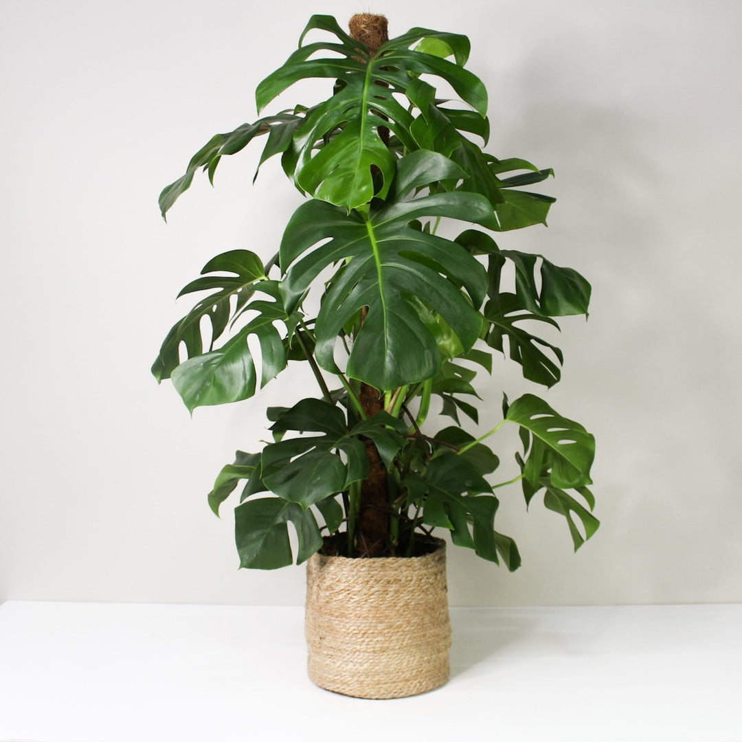 Monstera Deliciosa (Fensterblatt) XL / Korb creme Foliage Dreams