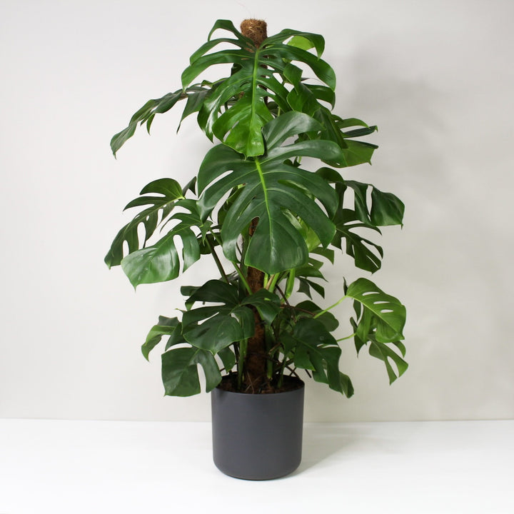 Monstera Deliciosa (Fensterblatt) XL / Topf anthrazit Foliage Dreams