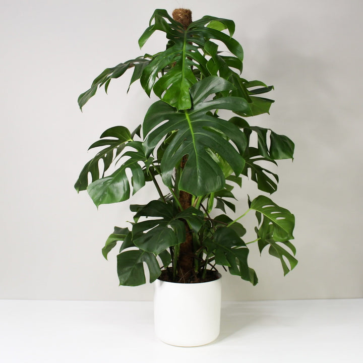Monstera Deliciosa (Fensterblatt) XL / Topf weiß Foliage Dreams