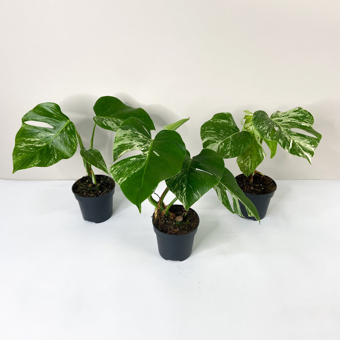 Monstera Deliciosa Variegata - Spring sale Foliage Dreams
