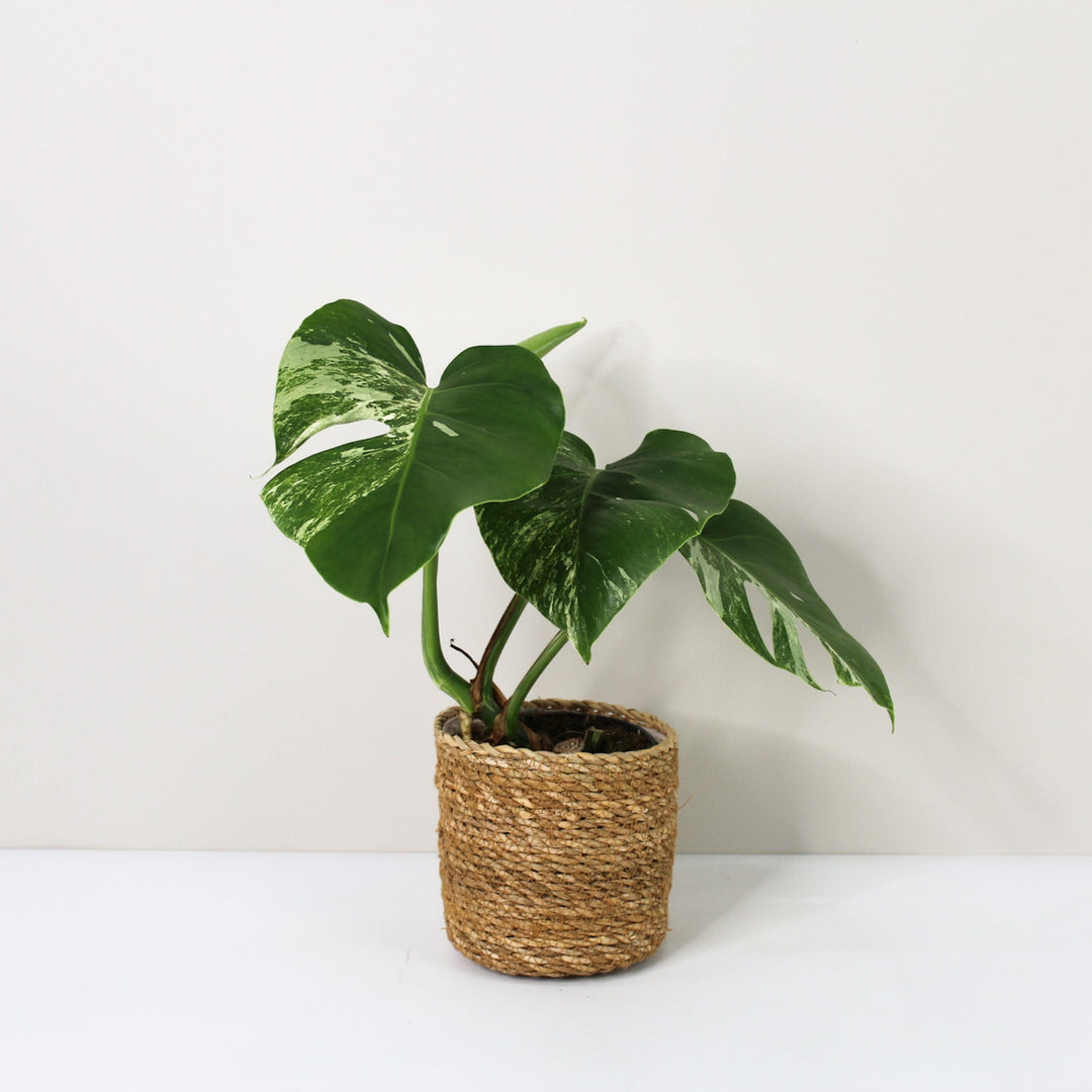Monstera Deliciosa Variegata - Spring sale medium Foliage Dreams
