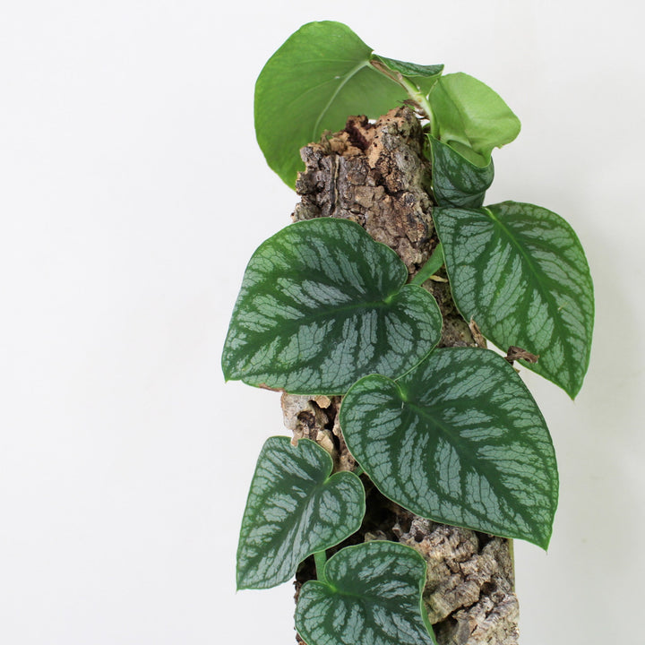 Monstera Dubia Foliage Dreams