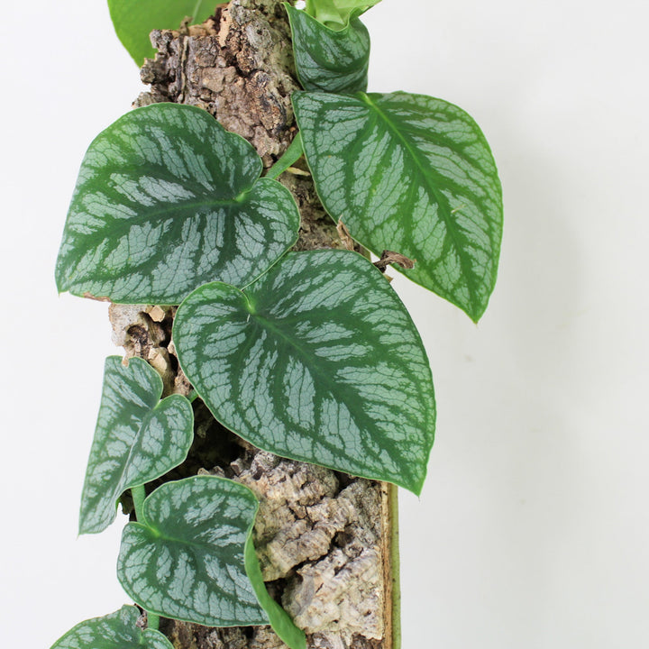 Monstera Dubia Foliage Dreams
