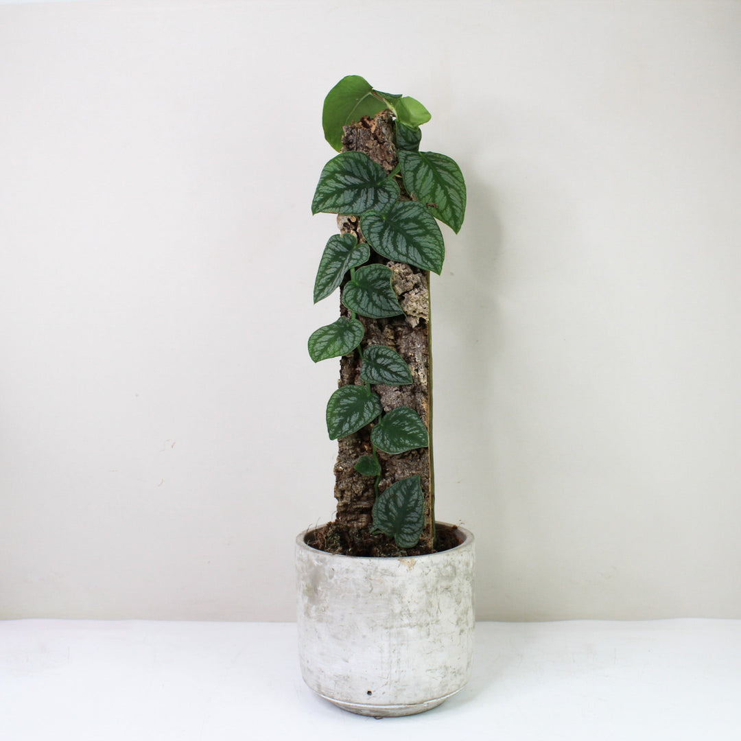 Monstera Dubia Monstera Dubia am Naturkork Foliage Dreams