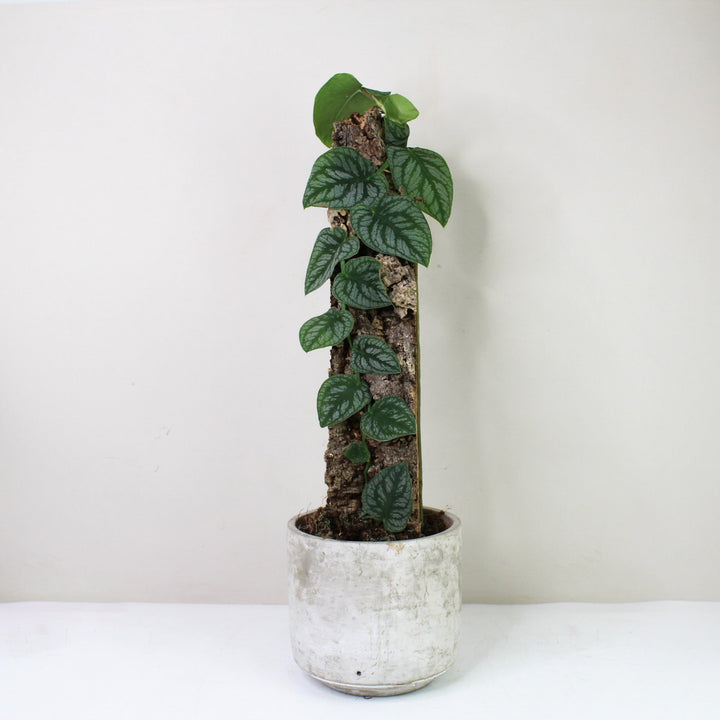 Monstera Dubia Monstera Dubia am Naturkork Foliage Dreams