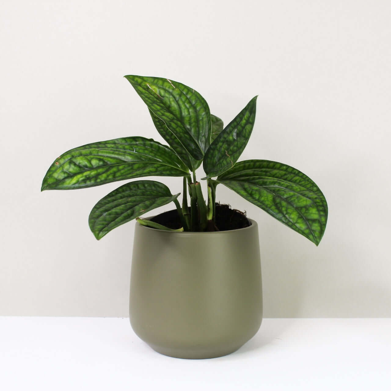 Monstera peru (karstenianum)
