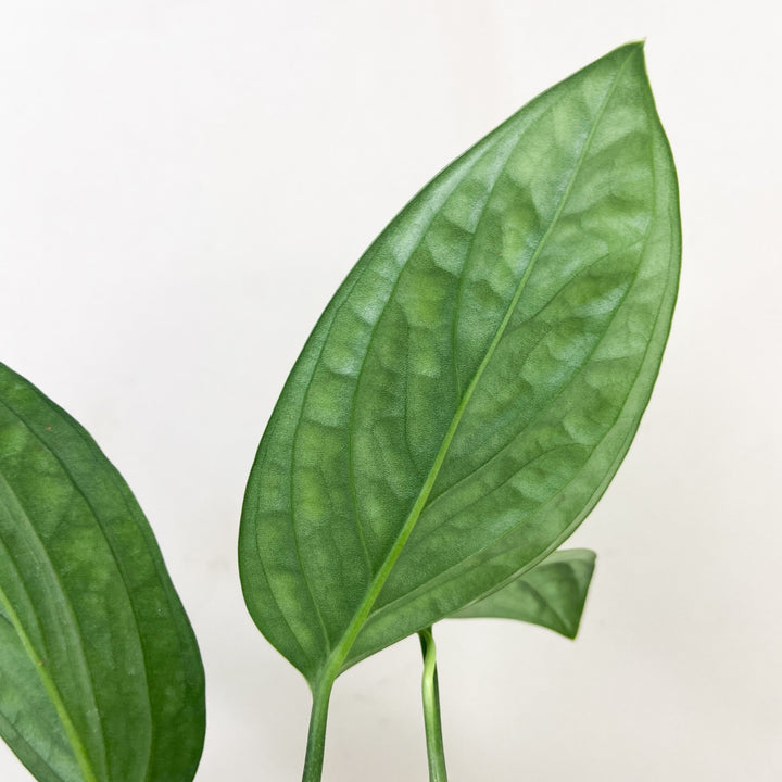 Monstera Karstenianum 'Peru' Foliage Dreams