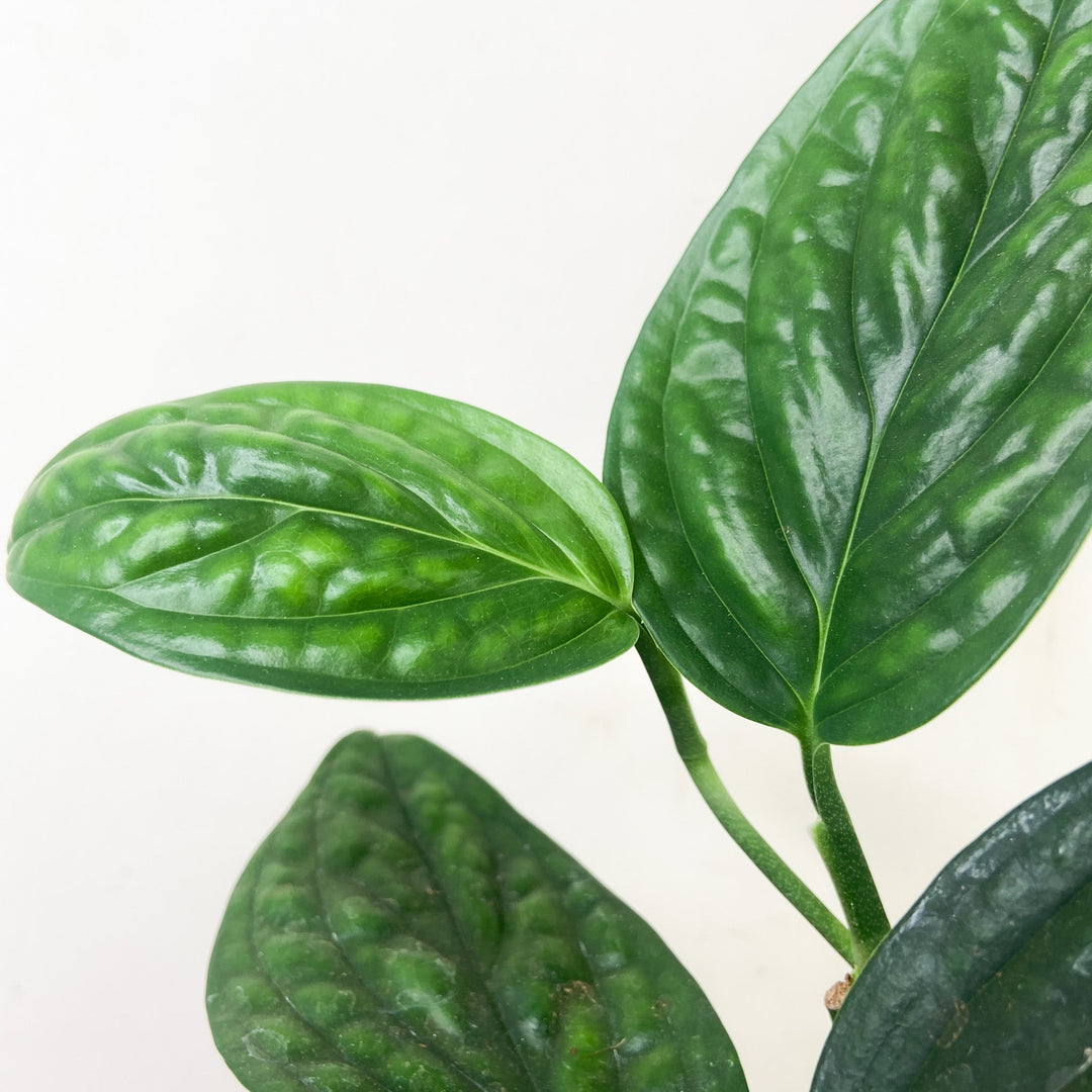 Monstera Karstenianum 'Peru' Foliage Dreams