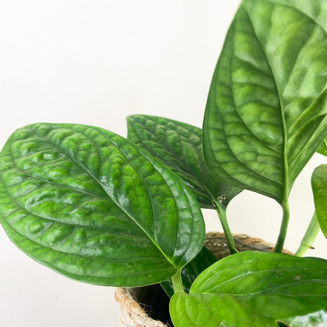 Monstera Karstenianum 'Peru' Foliage Dreams
