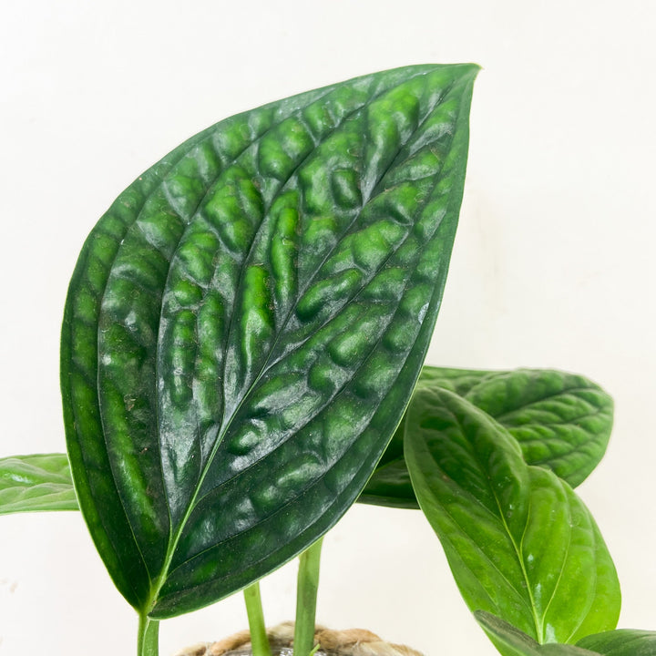 Monstera Karstenianum 'Peru' Foliage Dreams