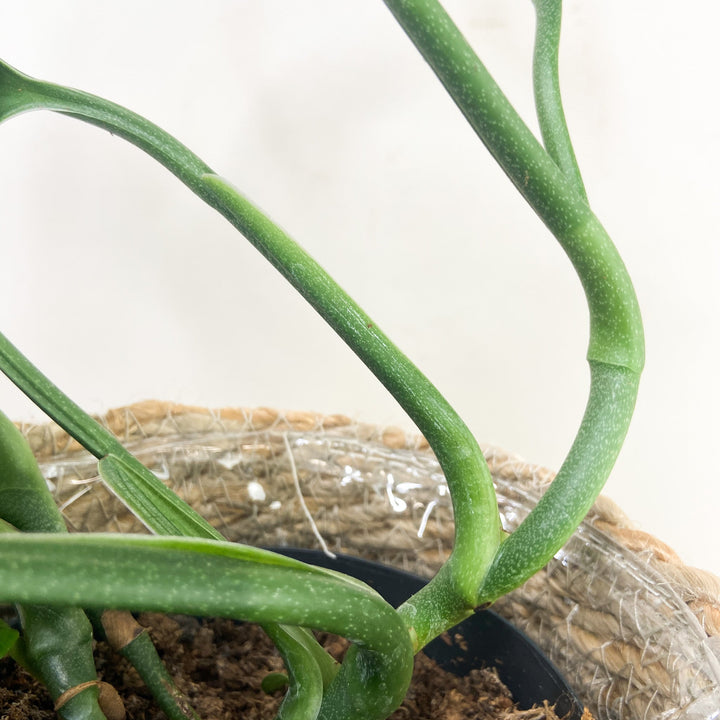 Monstera Karstenianum 'Peru' Foliage Dreams