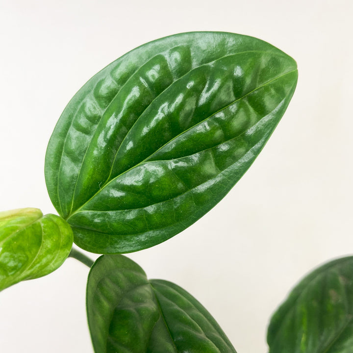 Monstera Karstenianum 'Peru' Foliage Dreams