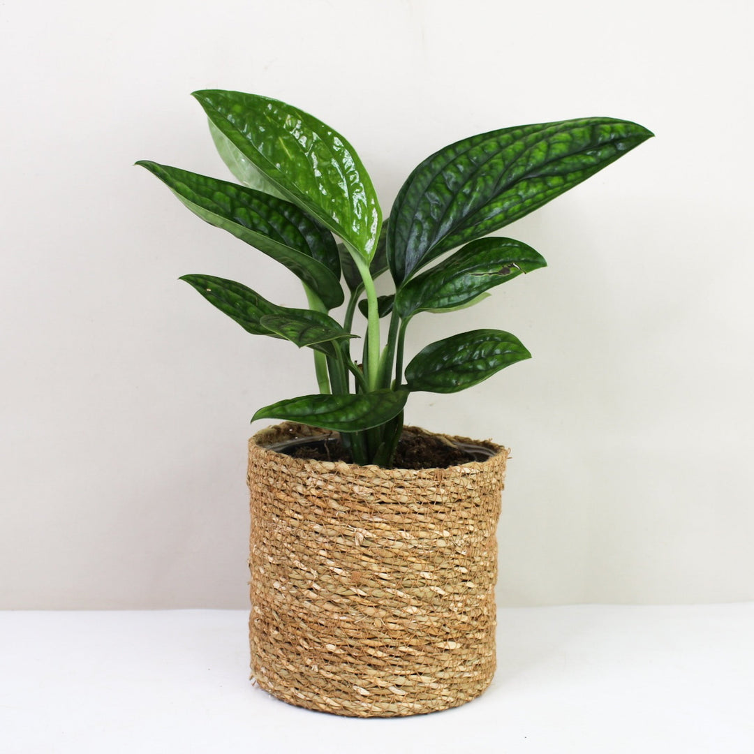 Monstera Karstenianum 'Peru' M / Korb braun Foliage Dreams