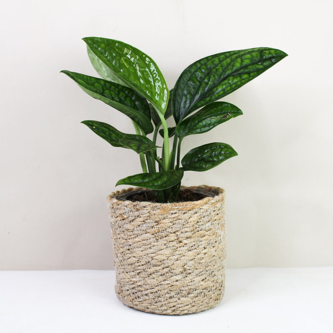 Monstera Karstenianum 'Peru' M / Korb creme Foliage Dreams