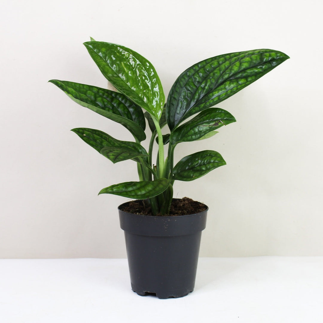 Monstera Karstenianum 'Peru' M / ohne Übertopf Foliage Dreams