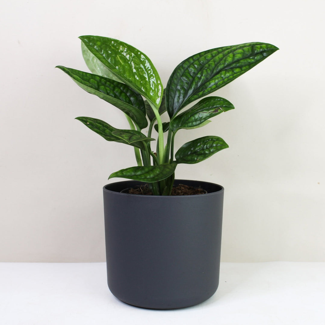 Monstera Karstenianum 'Peru' M / Topf anthrazit Foliage Dreams