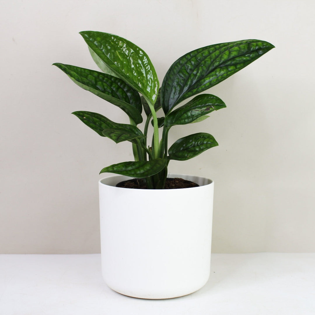 Monstera Karstenianum 'Peru' M / Topf weiß Foliage Dreams