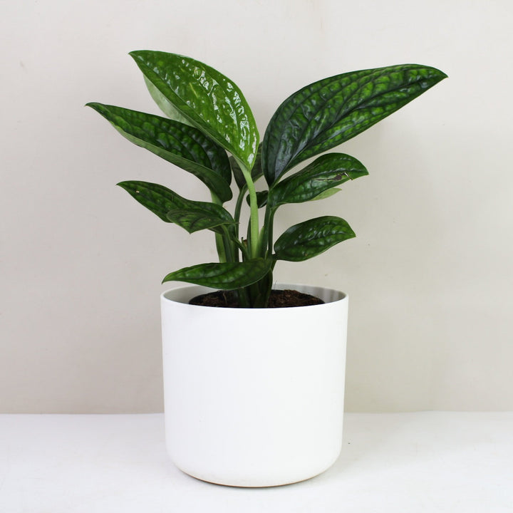Monstera Karstenianum 'Peru' M / Topf weiß Foliage Dreams