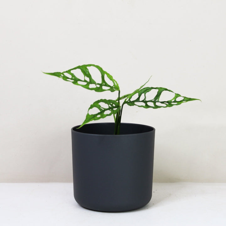 Monstera Obliqua 'Peru' Foliage Dreams