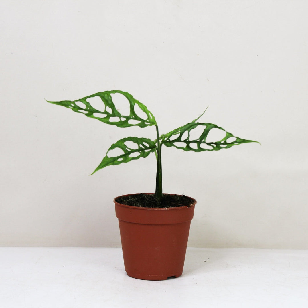 Monstera Obliqua 'Peru' Foliage Dreams