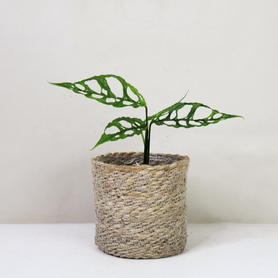 Monstera Obliqua 'Peru' Foliage Dreams