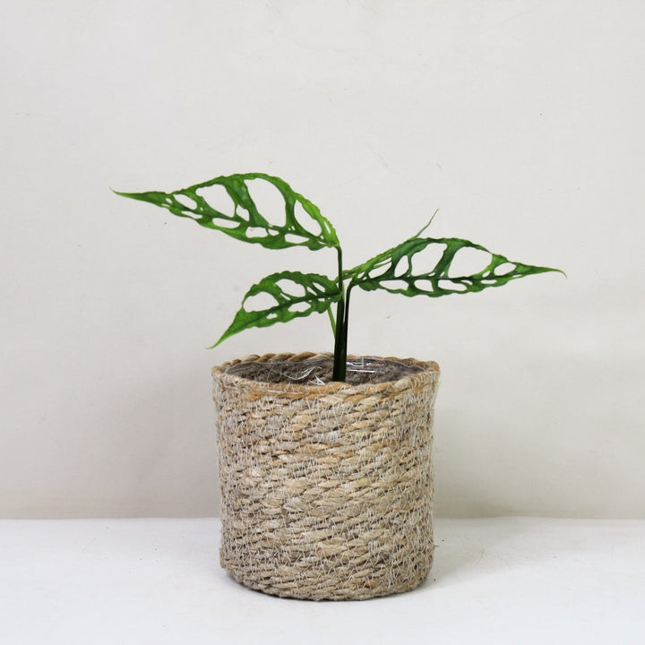 Monstera Obliqua 'Peru' Foliage Dreams