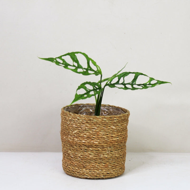 Monstera Obliqua 'Peru' Foliage Dreams